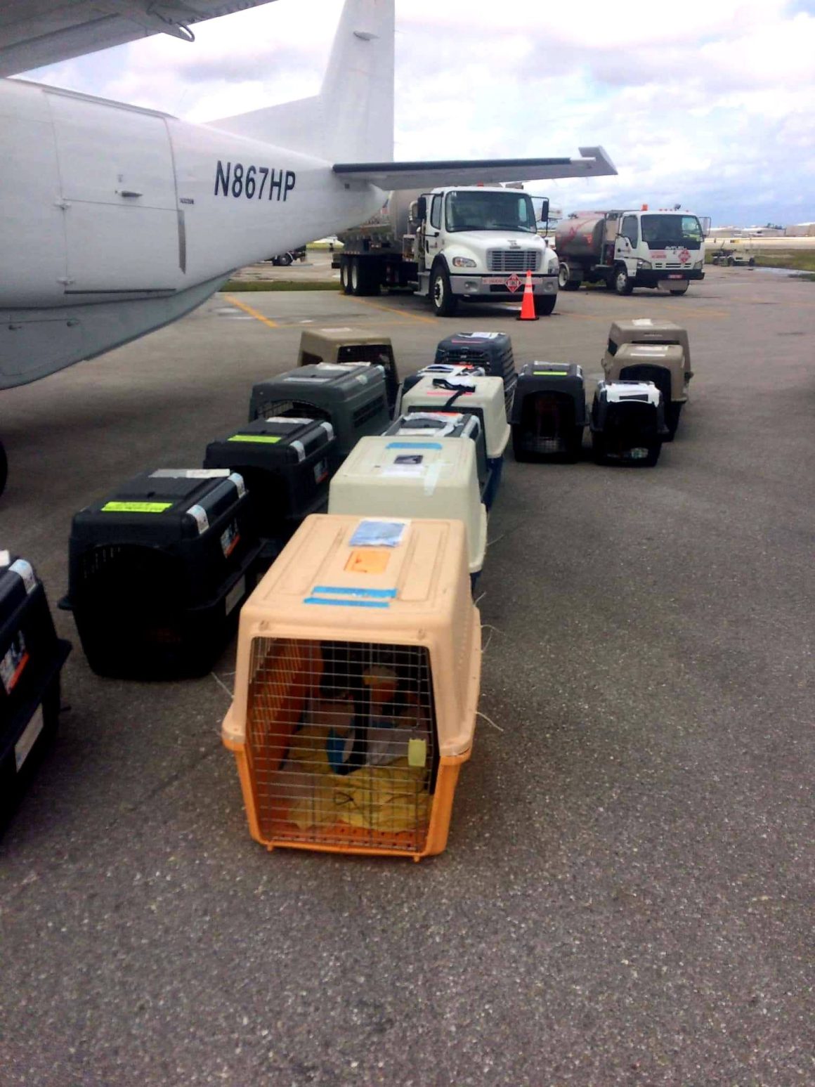 dog crate near plane