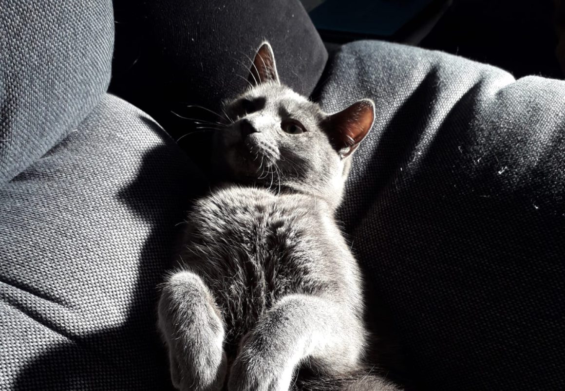 cat in car seat