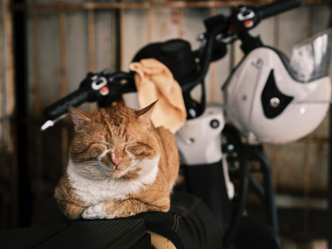 cat with bike