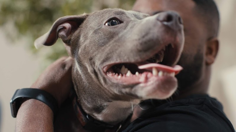 pitbull puppy