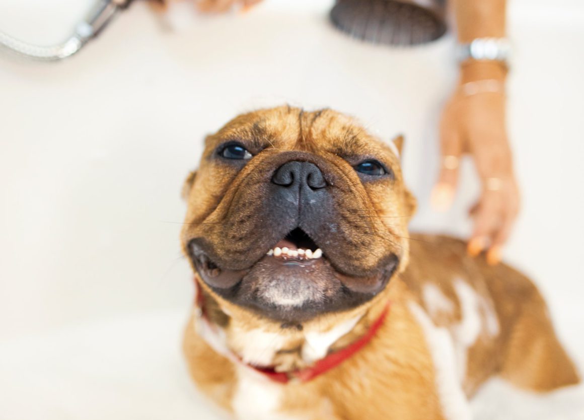 pit bull bath