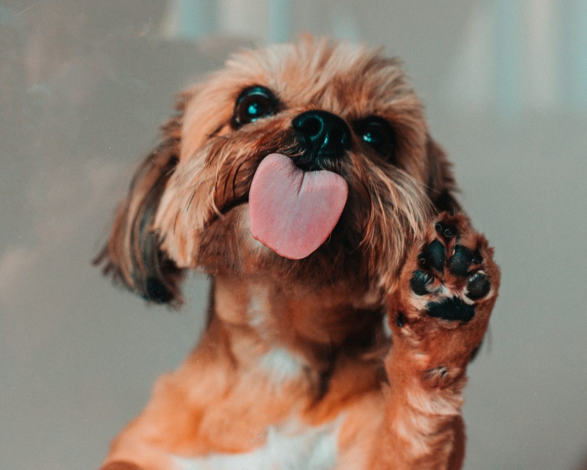 tiny dog with tongue out