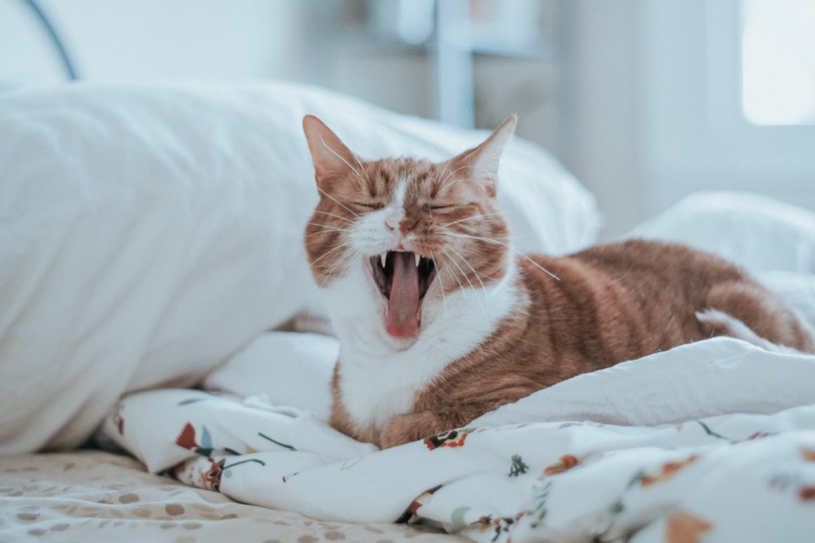 open mouth cat