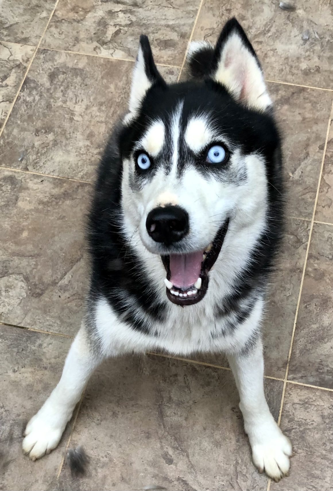 happy husky