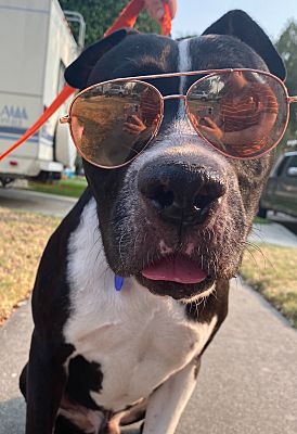 dog with sunglasses