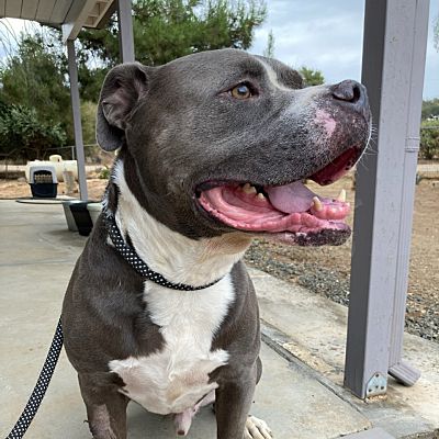 happy pit bull