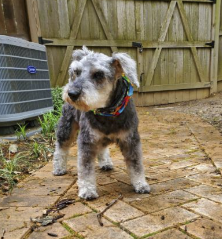 terrier in patio