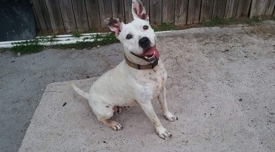 happy pit bull