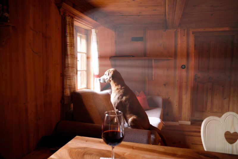 dog in window with wine glass