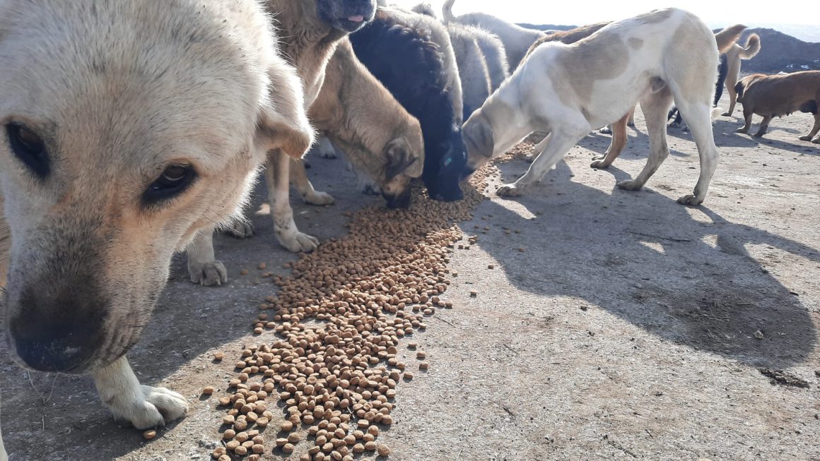 dogs eating food on ground