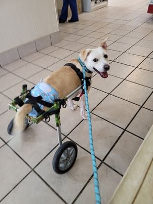 wheelchair dog