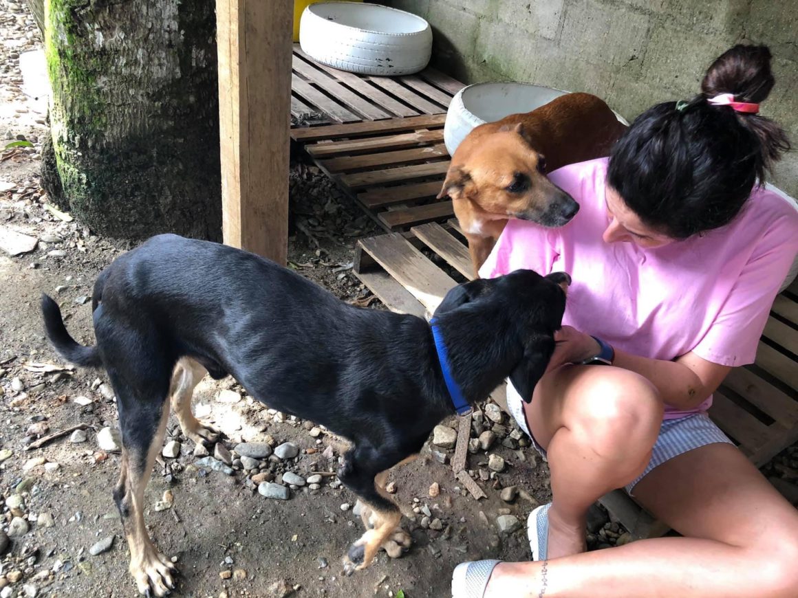 diana feeding dogs