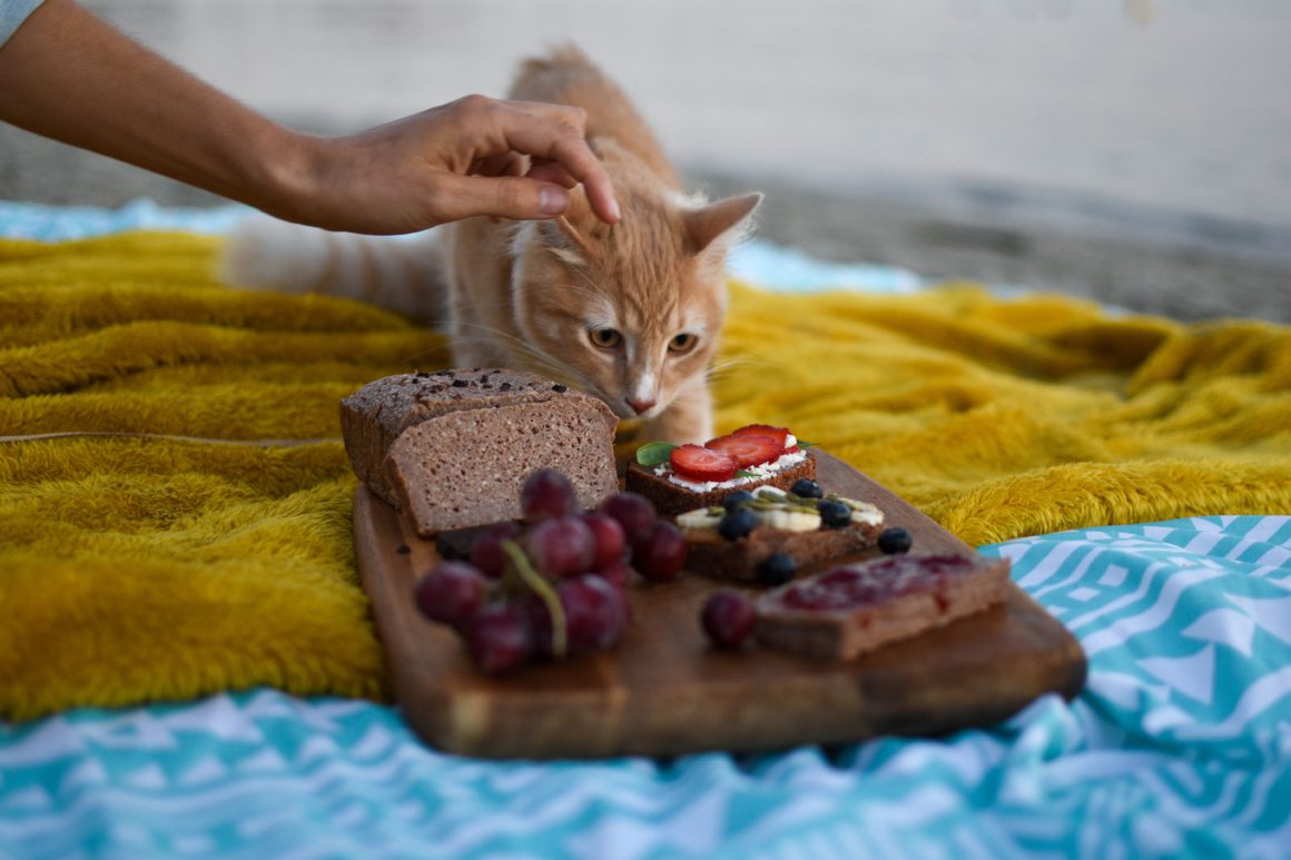 cat eating fruit