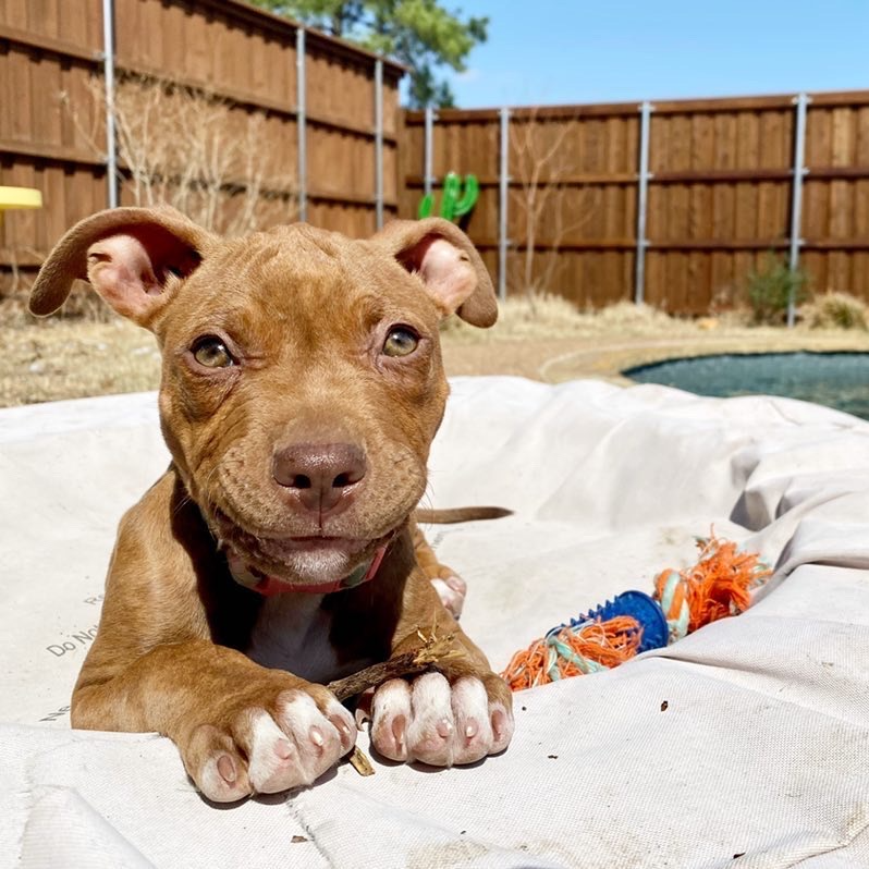 happy pit bull