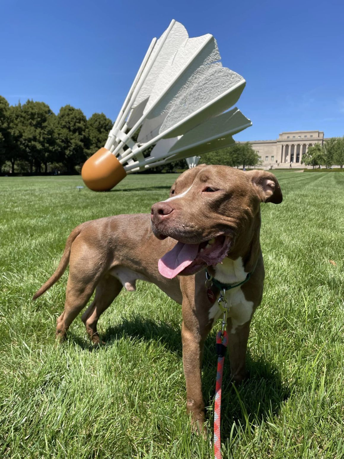 dog with toy