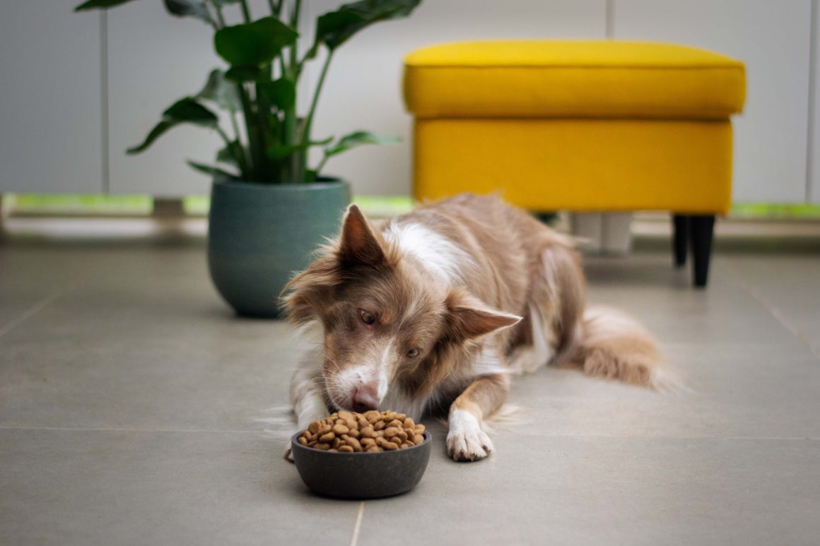 dog with food and yellow bench