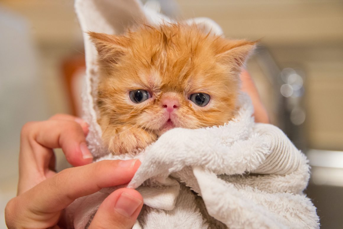 cat in bath