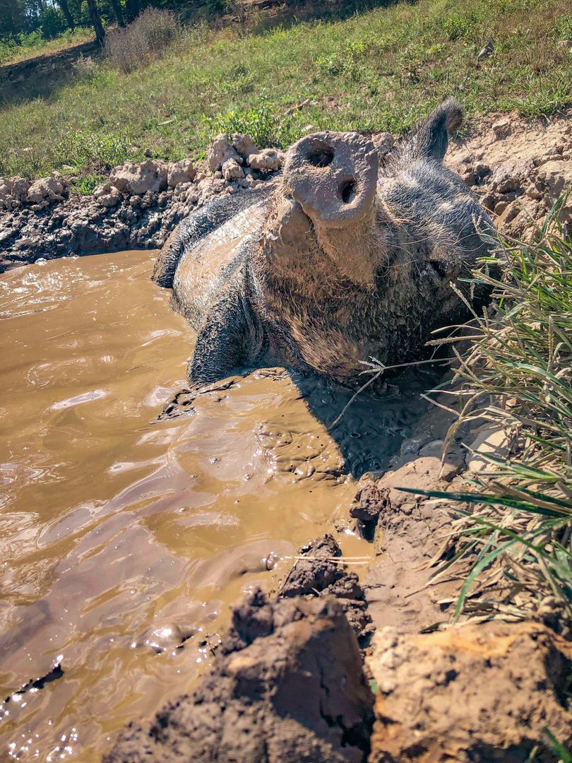 audrey the pig in mud