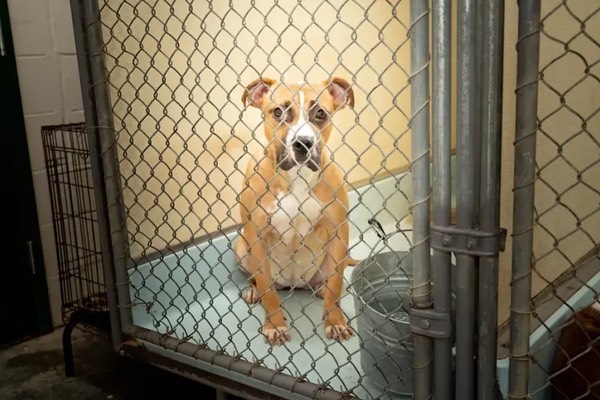 dog in kennel