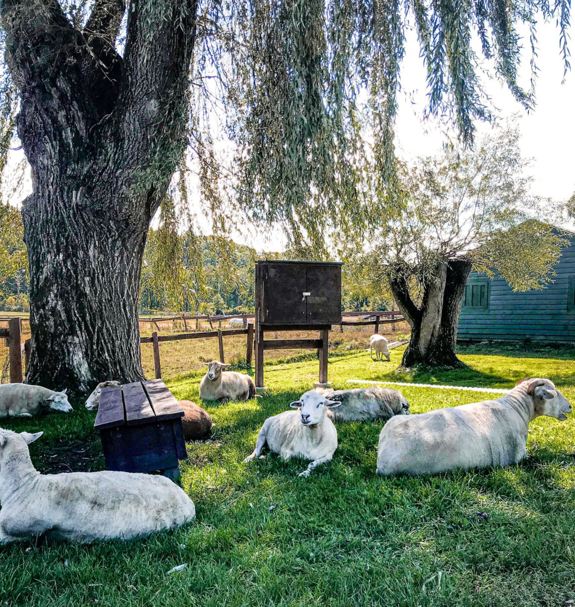 sheep laying in the shade