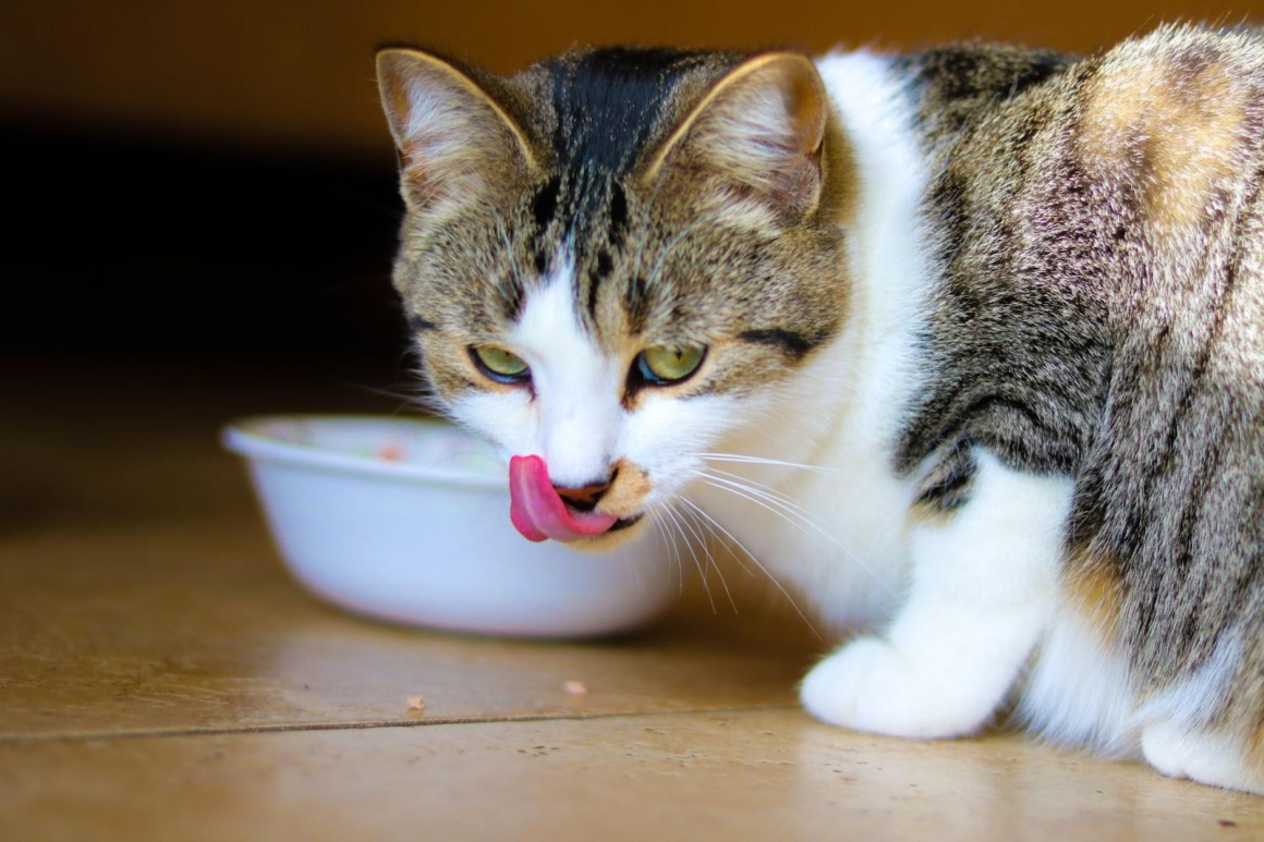 Cat with food bowl