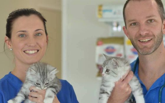 veterinarians caring for cats