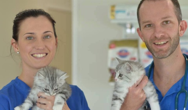 veterinarians caring for cats