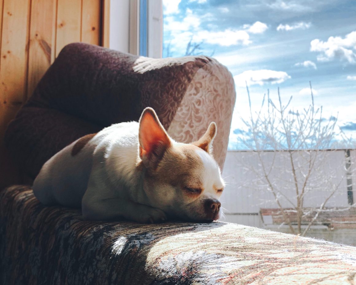 dog sunbathing on window sill