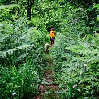 woman walking her dog in lush forest