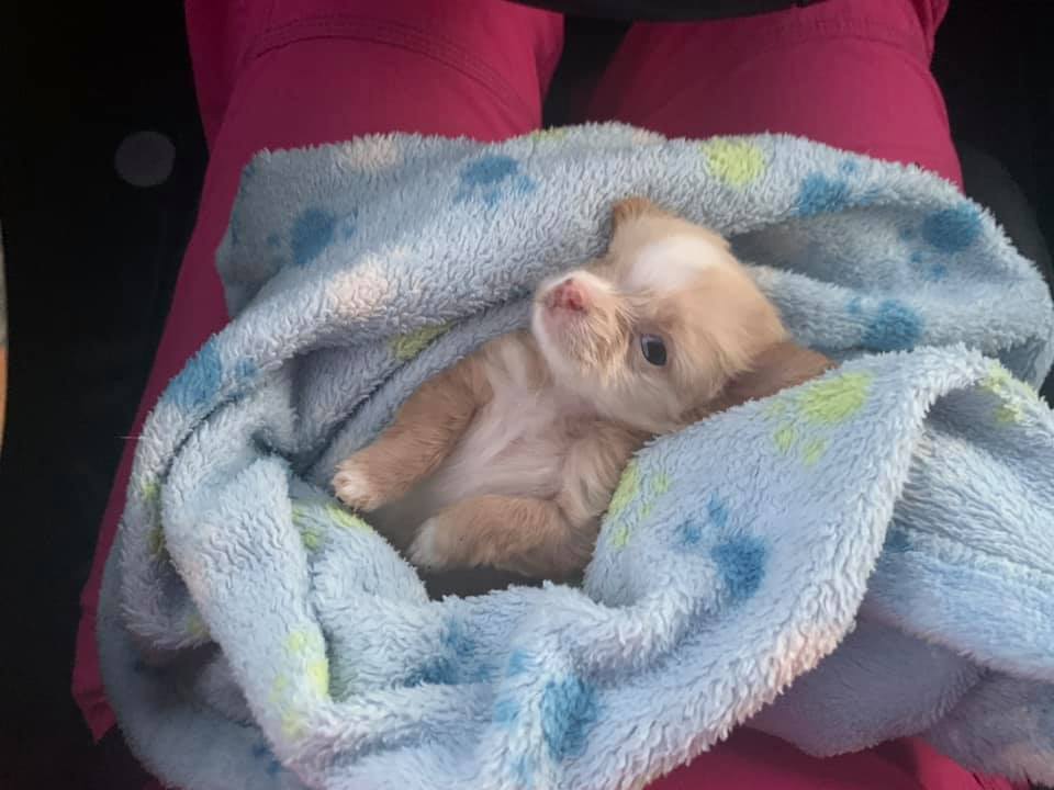 Shramp the tiny puppy laying back while milk drunk