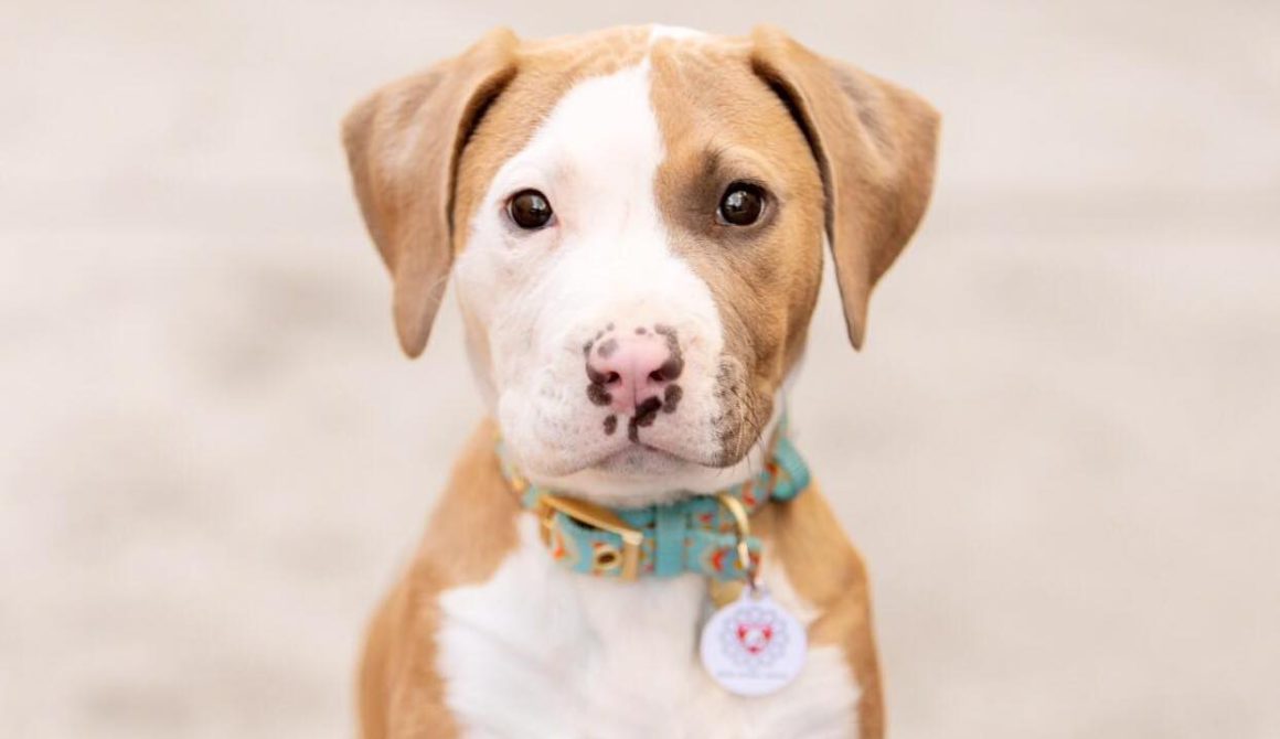 pitbull puppy from deity animal rescue