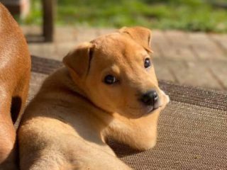 golden puppy in sunlight