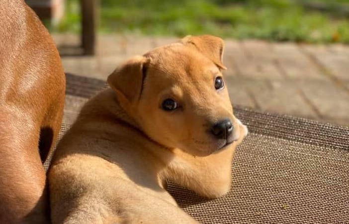 golden puppy in sunlight