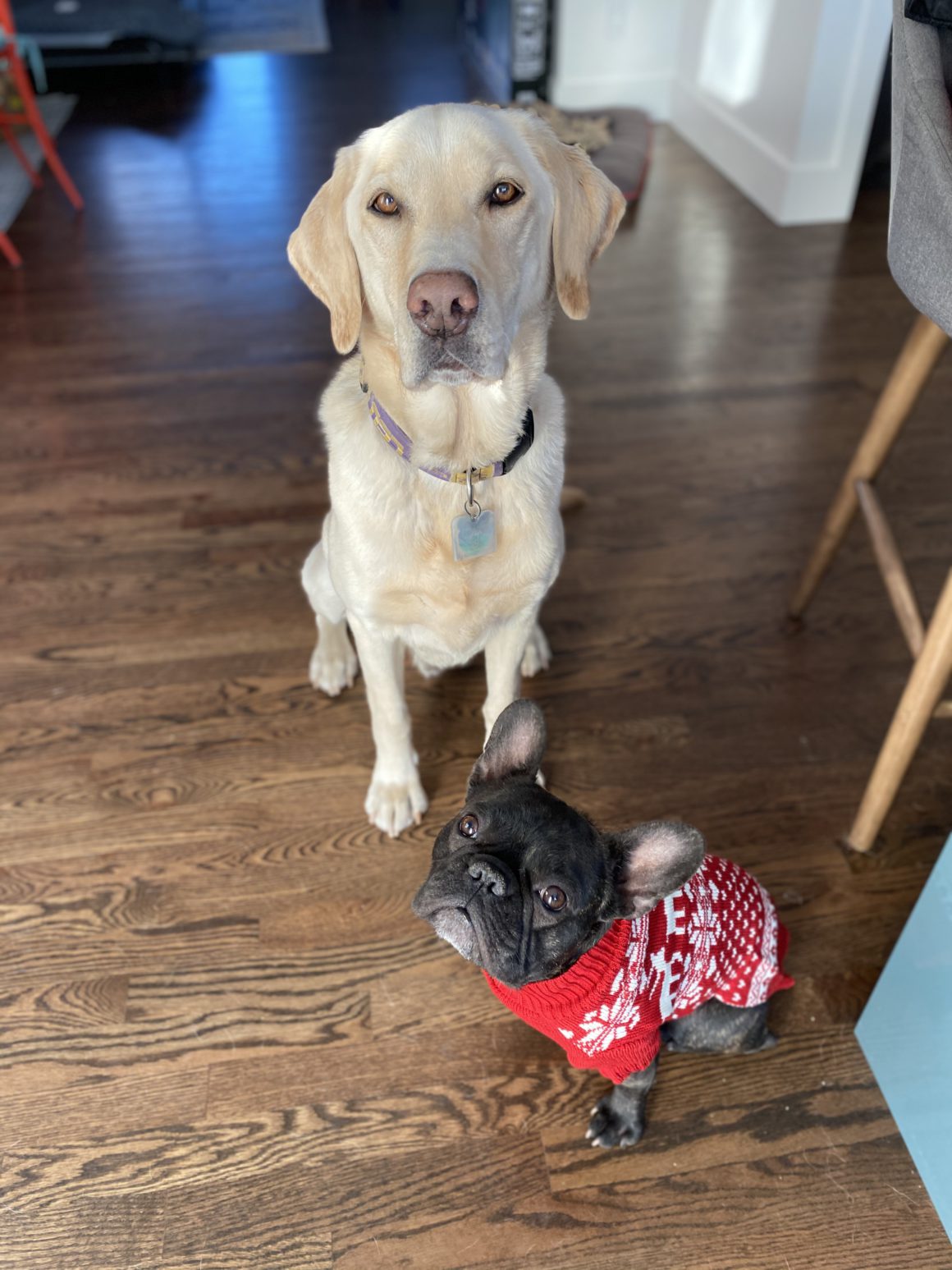 lrbrador dog and black pug dog wearing a sweater