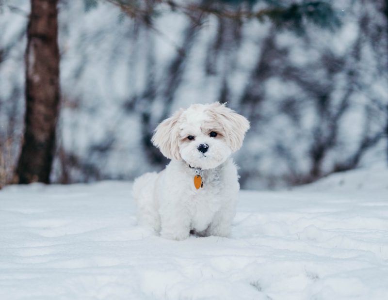 small fluffy dog in snow