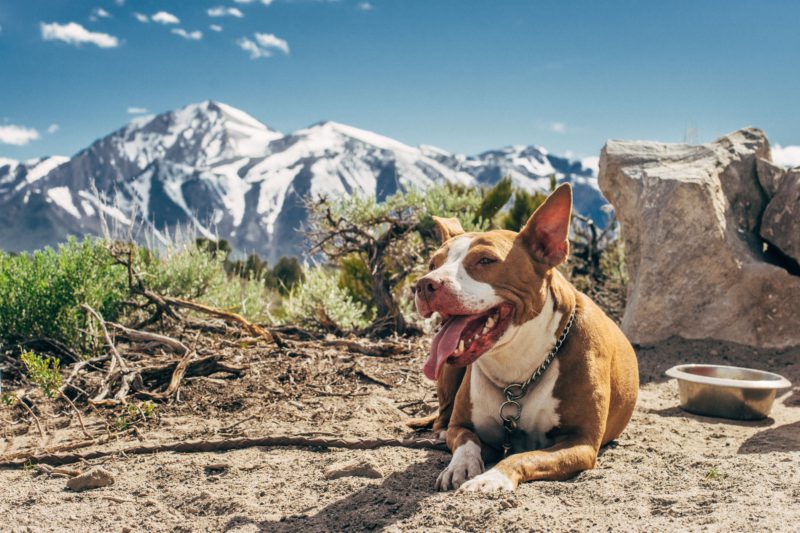 pit bull with mountains in background