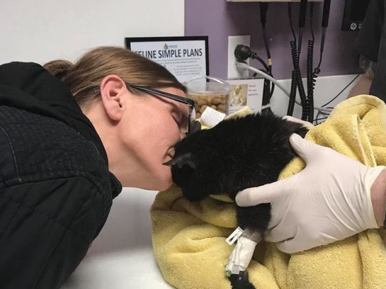medical cat being kissed by person