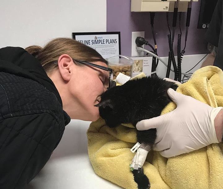 medical cat being kissed by person