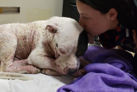 jane of animal charity of ohio kissing dog