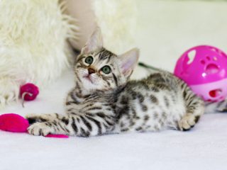 striped kitten playing with toys