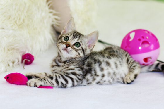 striped kitten playing with toys