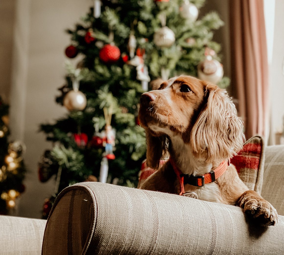 dog on couch in front of christmas tree