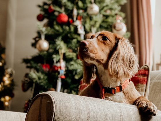 dog on couch in front of christmas tree