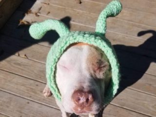 pitbull dog dressed as alien