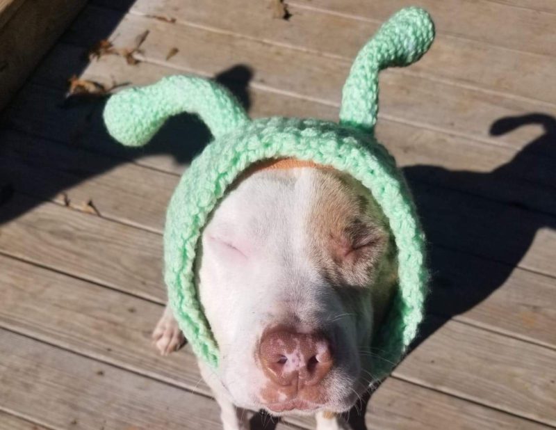 pitbull dog dressed as alien