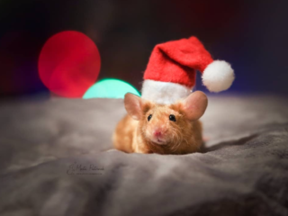 mouse wearing santa hat