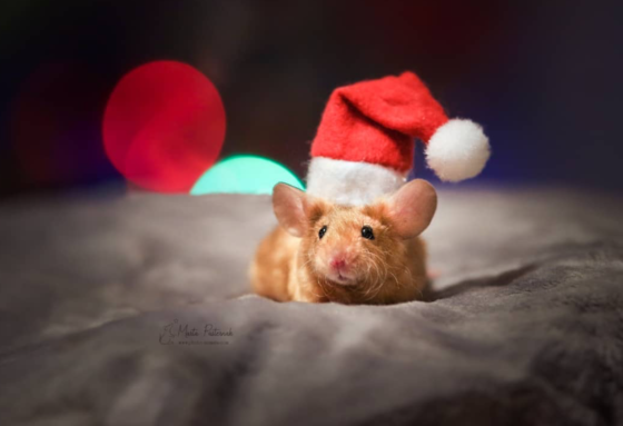 mouse wearing santa hat