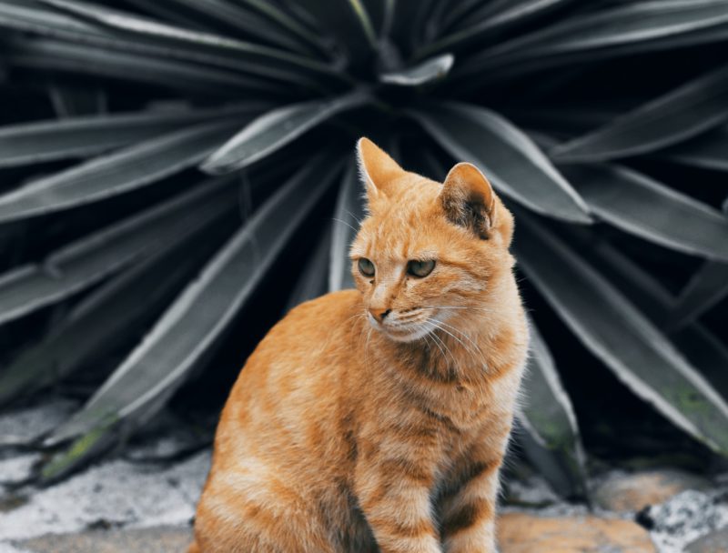 orange cat in front of cactus
