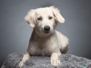 white puppy on gray background