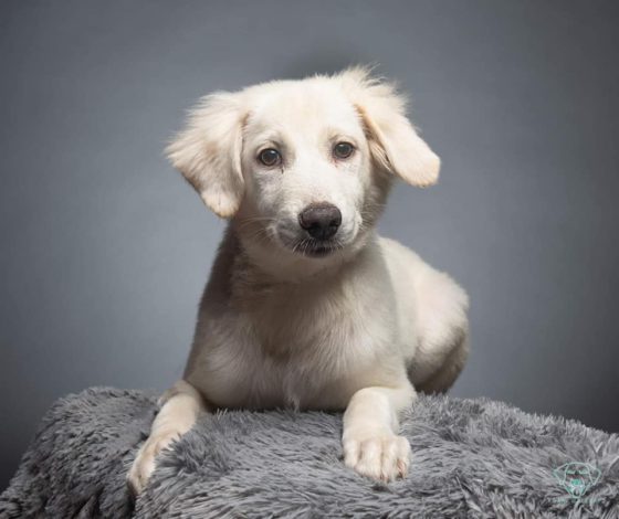 white puppy on gray background